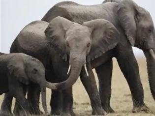 Φωτογραφία για Περισσότεροι από 20.000 ελέφαντες της Αφρικής έπεσαν θύματα λαθροθηρίας το 2013