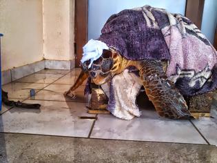 Φωτογραφία για Έσωσαν χελώνα Caretta caretta στην Ηγουμενίτσα [photos]