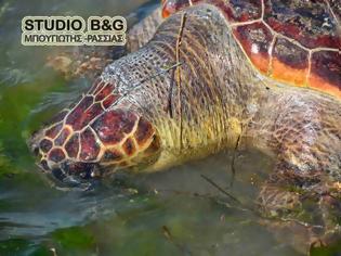 Φωτογραφία για Βρέθηκε θαλάσσια χελώνα χτυπημένη στην παραλιακή Ναυπλίου νέας Κίου [photos]