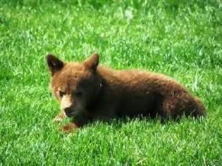 Φωτογραφία για Αρκουδάκι βρέθηκε νεκρό στην περιοχή του Εθνικού Πάρκου Βόρειας Πίνδου