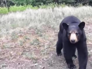 Φωτογραφία για Δυο άντρες βγήκαν για τρέξιμο σε δασώδη περιοχή στον Καναδά και μια αρκούδα τους πήρε στο κυνήγι [video]