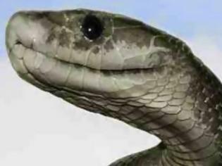 Φωτογραφία για Πάτρα: Φίδι στα Ψηλαλώνια αναστάτωσε περιοίκους
