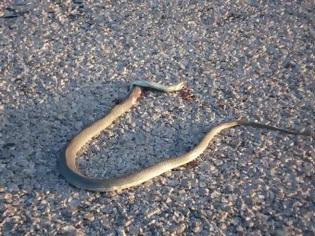 Φωτογραφία για Πάτρα: Φίδι αναστάτωσε τα Ψηλά Αλώνια