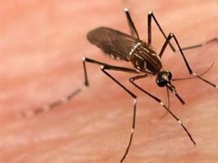 Φωτογραφία για Δείτε τι συμβαίνει όταν σας τσιμπά ένα κουνούπι [Video]