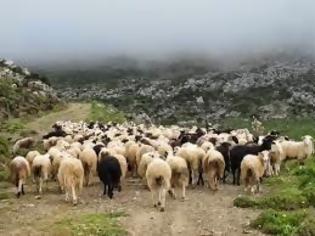 Φωτογραφία για «Τσεκούρι» μέχρι 40% σε επιδοτήσεις κτηνοτρόφων, παραδέχεται ο Κουκουλόπουλος