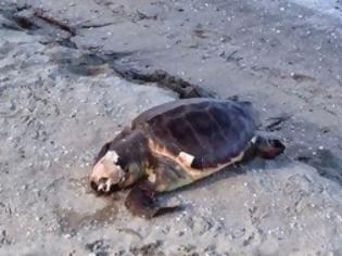 Φωτογραφία για Ακόμα μια καρέτα καρέτα ξεβράστηκε νεκρή στην παραλία Δρέπανο Ηγουμενίτσας