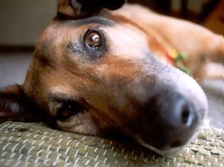 Φωτογραφία για Μακάβριο θέαμα στο Βενιζέλειο Νοσοκομείο Ηρακλείου - Σκυλί βρέθηκε κρεμασμένο σε μια καρότσα