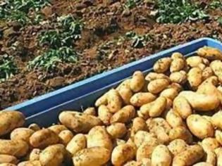 Φωτογραφία για Σε απόγνωση οι πατατοπαραγωγοί Αχαΐας και Ηλείας