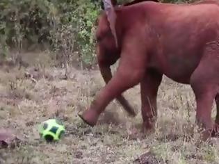 Φωτογραφία για Χαριτωμένα ελεφαντάκια το ρίχνουν στο ποδόσφαιρο! [video]