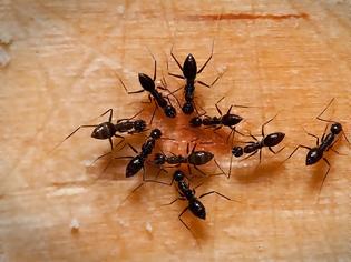 Φωτογραφία για Καταπολέμησε τα μυρμήγκια στο σπίτι με 5 κινήσεις