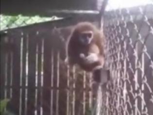Φωτογραφία για Μαϊμού χαστουκίζει γυναίκα και κλέβει το κινητό της! [video]