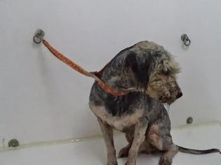 Φωτογραφία για Ηράκλειο Κρήτης: Με εντολή εισαγγελέα έσωσαν τον σκύλο από τα τσιμπούρια και τον ιδιοκτήτη του