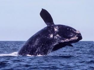 Φωτογραφία για H σπανιότερη φάλαινα του κόσμου ανακάμπτει και οι Ιάπωνες επιστρέφουν