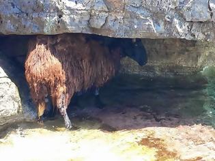 Φωτογραφία για Και τα πρόβατα πήγαν για μπάνιο στο Αλιβέρι! [photos]