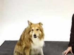 Φωτογραφία για Συναρπαστικό βίντεο! Πώς αντιδρούν τα σκυλιά στο… ανθρώπινο γάβγισμα;