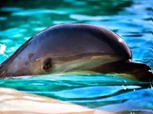 Φωτογραφία για Πολύ κοντά η απαγόρευση της αιχμαλωσίας των δελφινιών και στην Ελλάδα