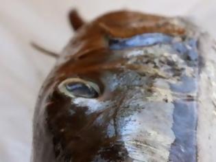Φωτογραφία για Ψαράς στο Πλωμάρι αλίευσε λαγόψαρό ή λαγοκέφαλο που θεωρείαται θανατηφόρο!