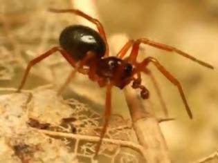 Φωτογραφία για H αράχνη που βάζει ζώνη αγνότητας στις συντρόφους της [photo]