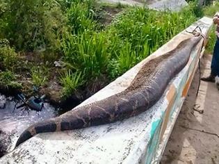 Φωτογραφία για Σκότωσαν φίδι 7,5 μέτρων