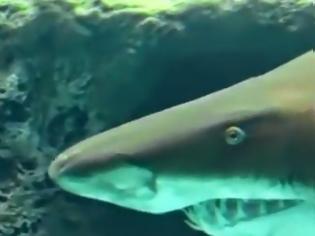 Φωτογραφία για Καθάρισε το ενυδρείο παρέα με τον καρχαρία στο Ηράκλειο! [video]