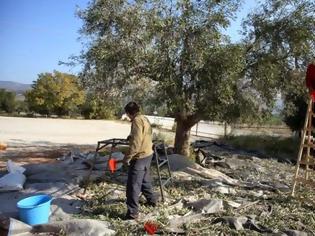 Φωτογραφία για Κατέρρευσε η παραγωγή ελαιολάδου λόγω της ακαρπίας στα δέντρα