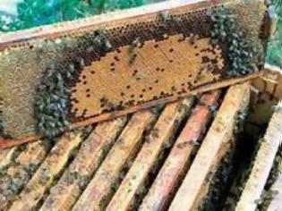 Φωτογραφία για Πώς θα ήταν τα ράφια των σούπερ μάρκετ αν εξαφανίζονταν οι μέλισσες; [photos]