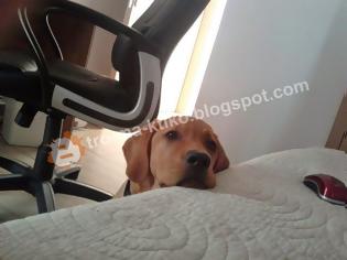 Φωτογραφία για Αναγνώστης του tromaktiko θέλει να μοιραστεί μαζί μας το βλέμμα της σκυλίτσας του!