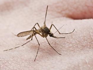 Φωτογραφία για Δήμος Πεντέλης: Επόμενος Κύκλος Επεμβάσεων Προγράμματος Καταπολέμησης Κουνουπιών 2014