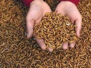 Φωτογραφία για ΑΠΙΣΤΕΥΤΟ: Δόθηκαν 11.000.000 $ για να τρώμε κιμά από αλεσμένα έντομα