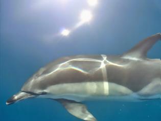 Φωτογραφία για Εικόνες δελφινιών που μαγεύουν! Δείτε τα απίστευτα αυτά πλάσματα να κολυμπούν και να προκαλούν θαυμασμό [photos]