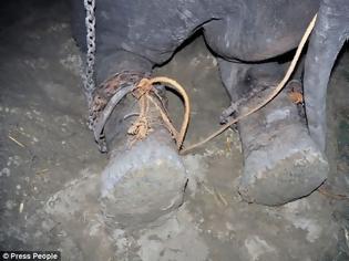 Φωτογραφία για Παγκόσμια συγκίνηση για τα δάκρυα του ελέφαντα που απελευθερώθηκε μετά από μισό αιώνα σκλαβιάς και κακοποίησης! [photos]