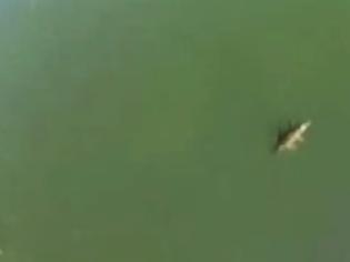 Φωτογραφία για Έτσι θα πιάσουν τον κροκόδειλο στο Ρέθυμνο -Τι φοβούνται οι ειδικοί - ΝΕΟ video