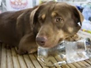 Φωτογραφία για H θερμοπληξία στο σκύλο – Πως προκαλείται και Πρώτες Βοήθειες
