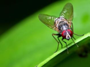 Φωτογραφία για Απλοί τρόποι για να απαλλαγείτε με φυσικό τρόπο από τις μύγες