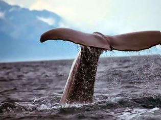 Φωτογραφία για Οι ακαθαρσίες των φαλαινών... προστατεύουν τους ωκεανούς
