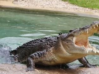 Φωτογραφία για Ο κροκόδειλος του Ρεθύμνου κάνει βόλτες στις όχθες της λίμνης και κολυμπάει δίπλα στις πάπιες [video + photos]