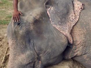 Φωτογραφία για Ελέφαντας έκλαιγε με λυγμούς όταν αφέθηκε ελεύθερος μετά από 50 χρόνια αιχμαλωσίας! [photos]