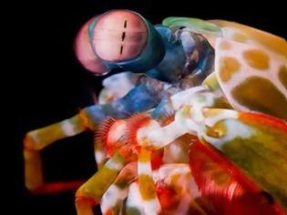Φωτογραφία για Κατσαρίδες της θάλασσας εκκρίνουν αντηλιακό για να δουν