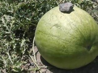 Φωτογραφία για Αυτό είναι το καρπούζι- γίγας που βρέθηκε στη Σαντορίνη και ζυγίζει 33 κιλά! [video]