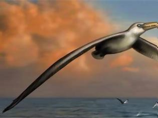 Φωτογραφία για Ανακαλύφθηκε το μεγαλύτερο πουλί που έχει πετάξει ποτέ στη Γη