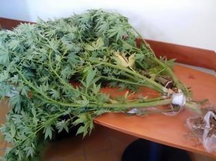 Φωτογραφία για Συνελήφθη 32χρονος καλλιεργητής ναρκωτικών στα Καλύβια Αιτωλοακαρνανίας