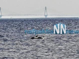 Φωτογραφία για Εντυπωσιακές εικόνες με δελφίνια και φόντο τη Γέφυρα Ρίου-Αντιρρίου!