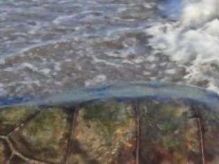 Φωτογραφία για Νεκρή καρέτα-καρέτα στο Γρίμποβο Ναυπάκτου [video]