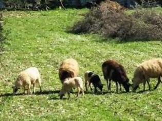 Φωτογραφία για Δράσεις ύψους 500.000 ευρώ προανήγγειλε η Περιφέρεια Ηπείρου για τη στήριξη της ορεινής κτηνοτροφίας