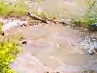 Φωτογραφία για Νέο βίντεο του κροκόδειλου στο Ρέθυμνο: Ο «Σήφης» κολυμπάει ήρεμος, παρέα με αγριόπαπιες