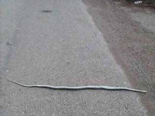 Φωτογραφία για Γέμισε φίδια η Αχαΐα