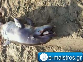Φωτογραφία για Νεκρό δελφίνι σε παραλία της Αμφιλοχίας