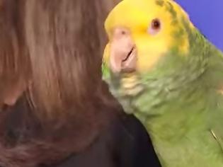 Φωτογραφία για Ο παπαγάλος που έκανε ΟΛΟΥΣ να δακρύσουν... [video]