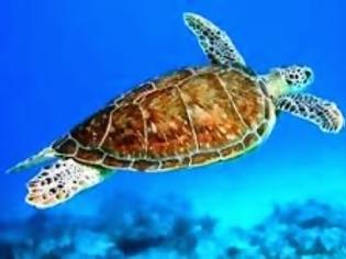 Φωτογραφία για Εμφανίστηκε θαλάσσια χελώνα στη Μαρίνα Ζέας!