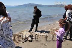 Μια ακόμα χελώνα νεκρή στην παραλιακή Ναυπλίου Νέας Κίου